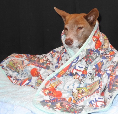 雛犬