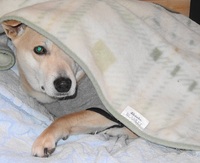 雛犬 2014/03/08 23:31:00