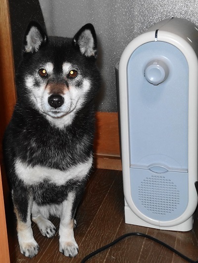 雛犬