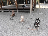 お散歩、いいね 2014/03/16 22:32:00