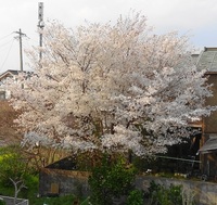 ウチの花見 2014/04/10 23:40:14