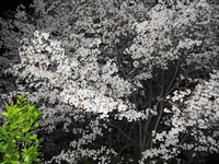 相方と夜桜 2014/04/11 01:46:00