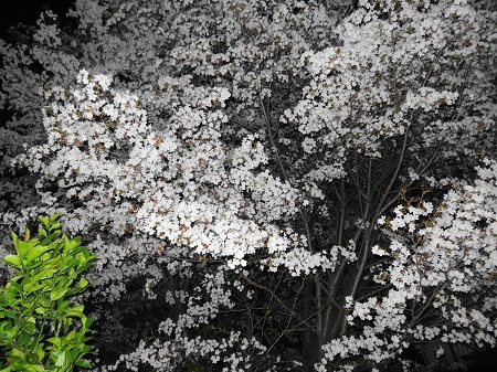 相方と夜桜
