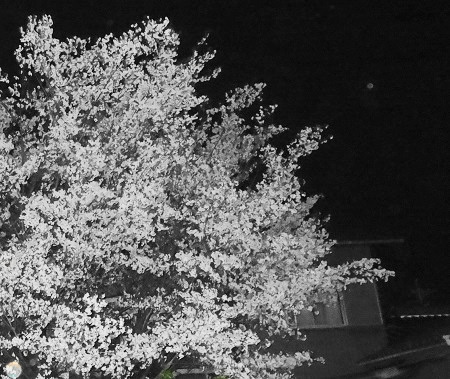 相方と夜桜