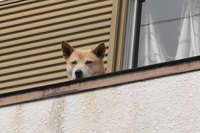 お出迎え 2014/04/18 01:11:00