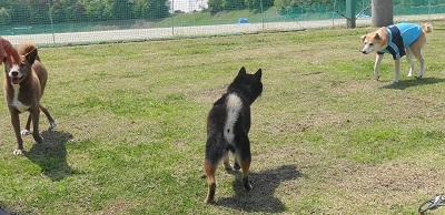 みんなでお散歩