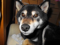 忠犬・もっ公 2014/04/25 23:59:00