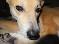 犬たち 2014/05/13 23:58:11