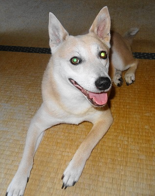 無有が・・・