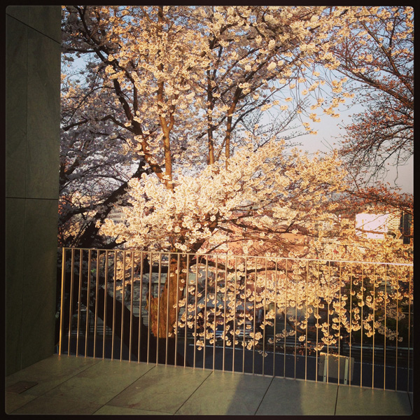 豊田市美術館に桜見に行く→黒田辰秋・田中信行｜漆という力　ため息でるほど美しい。。