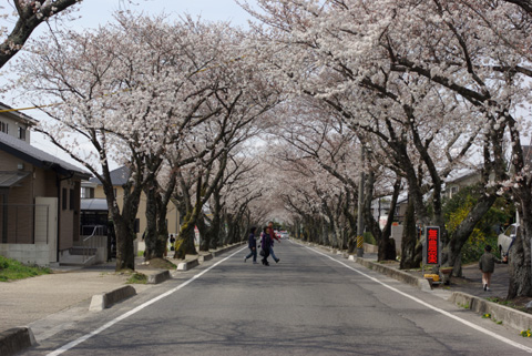 豊田高専と、西山公園の間にある桜並木