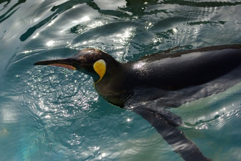 東山動物園のペンギンの写真