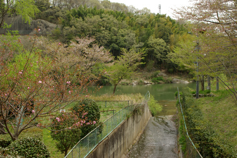 平戸橋桜祭り。前田公園そしてzizi工房のフランクフルト！
