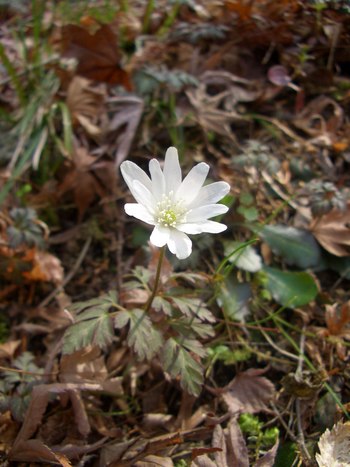 ふぉとこん「花」