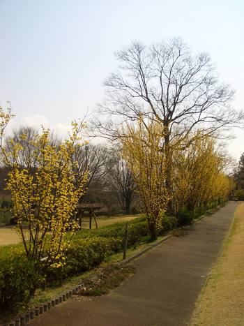 早春の西山公園