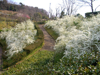 早春の西山公園