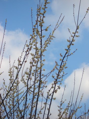 平芝公園