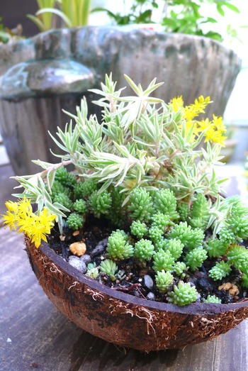 グアムのヤシが豊田で花器に