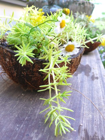 グアムのヤシが豊田で花器に