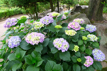 初夏の西山公園