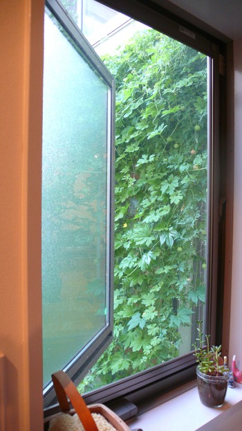 窓からの緑