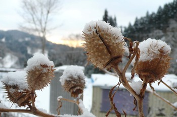 信州雪見旅