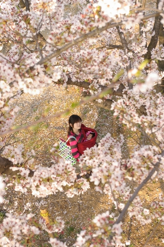 花見だ花見♪