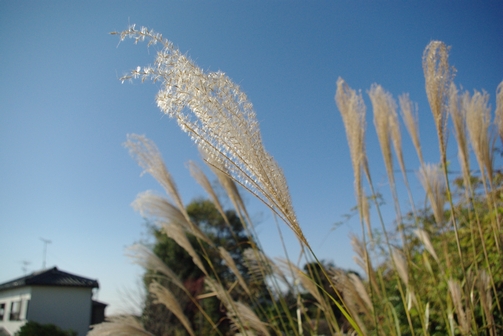 一人でお散歩。