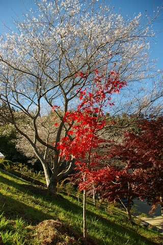 小原四季桜を見てきましたー。