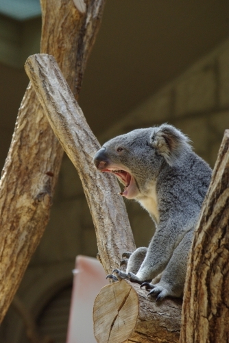 動物園デビューの巻 ～後編