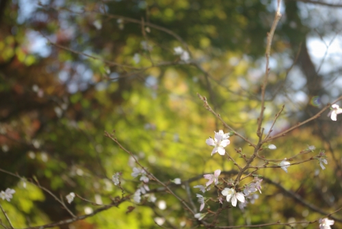 紅葉で癒されにいこうよう！ ～その3