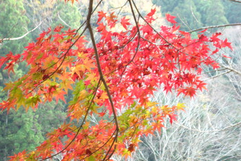 香嵐渓の紅葉まつり