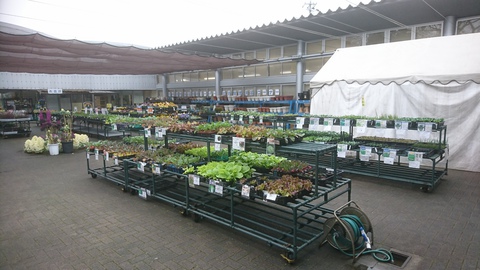 春作の花苗野菜苗入荷はじまりました