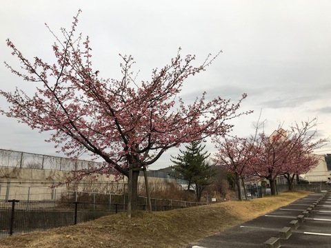 おかざき農遊館の河津桜が咲き始めました。