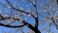 農遊館の桜が咲き始めてます！満開まであと･･･