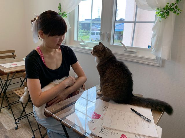岡崎市に新たなカフェがオープン！かわいい猫と触れ合えて家族にもなれる保護猫カフェAelu（アエル）