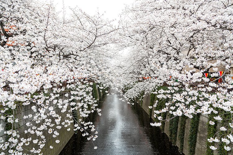 桜の季節到来！岡崎市内で花見弁当・オードブルの配達承ります。岡崎公園受けとりも可ですよ！