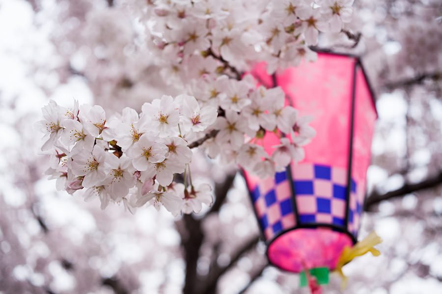 桜の季節到来！岡崎市内で花見弁当・オードブルの配達承ります。岡崎公園受けとりも可ですよ！