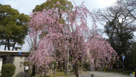 岡崎公園の早咲き桜三景