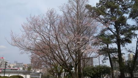 岡崎公園の早咲き桜三景