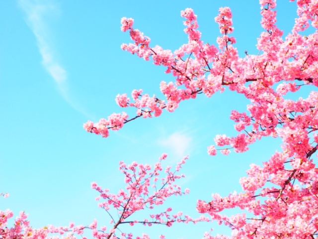 岡崎の葵桜