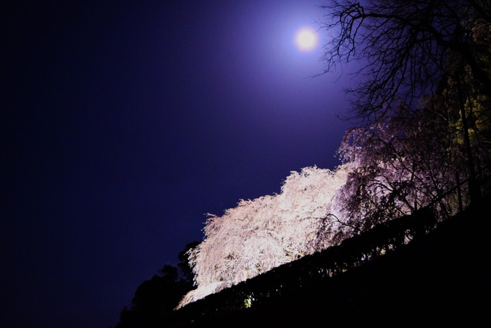 月としだれ桜と