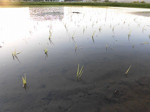 自然栽培稲作の塩水選～田植え