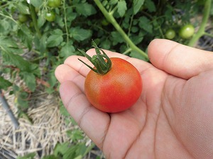 大学生たちと自然栽培ミニトマト体験