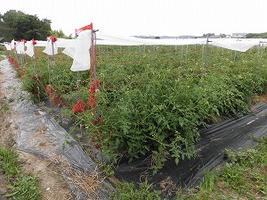大学生たちと自然栽培ミニトマト体験