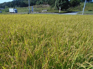 グリーンママン×みどりの里自然栽培稲作収穫祭