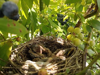 自然栽培ブルーベリーに鳥が・・・