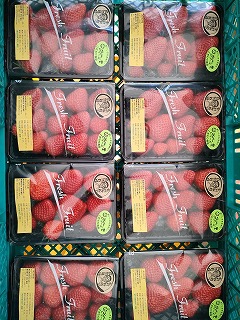 今年の自然栽培イチゴも絶好調！！