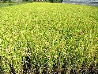 自然栽培稲刈り2020
