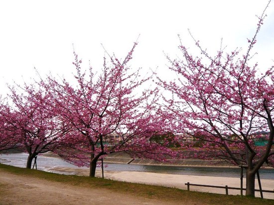 竜美ヶ丘会館近くの葵桜